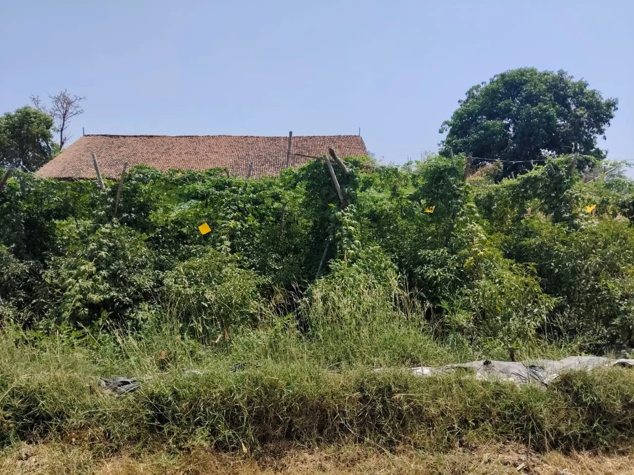 Healthy bitter gourd vines growing on a trellis beside a rural home