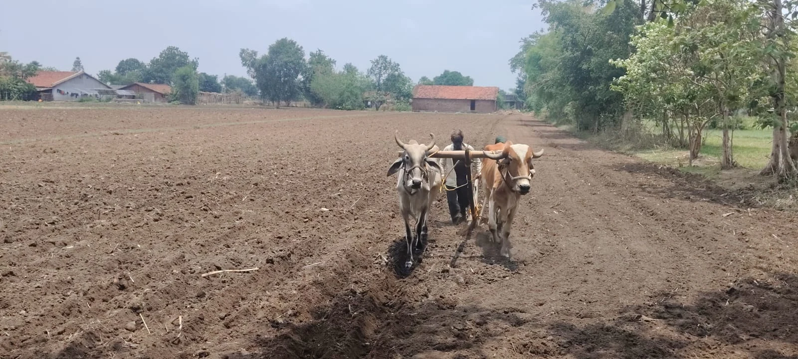 Traditional & Local Farming Systems