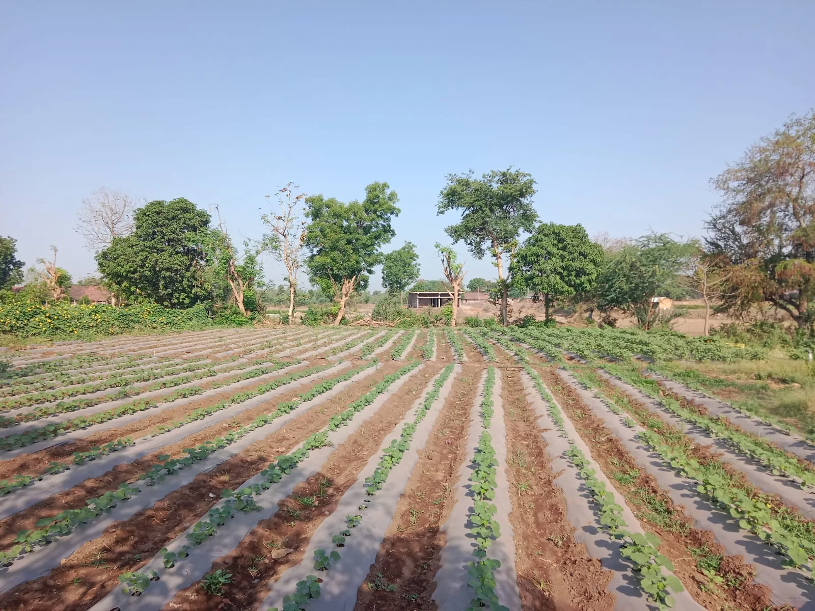 Wide rural field with evenly planted vegetable rows under a clear sky