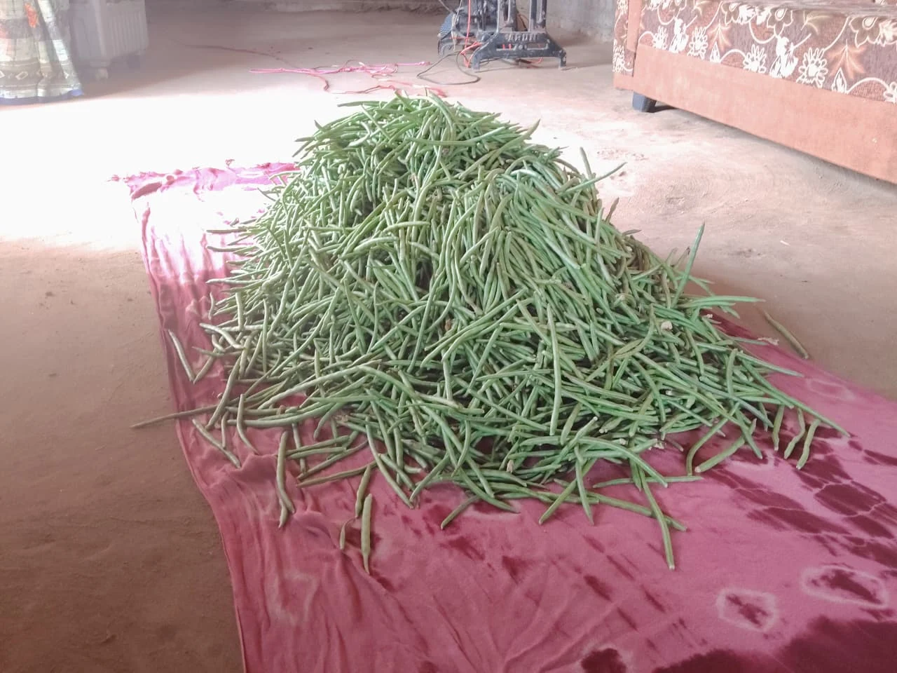 Freshly harvested green beans arranged in a large pile indoors