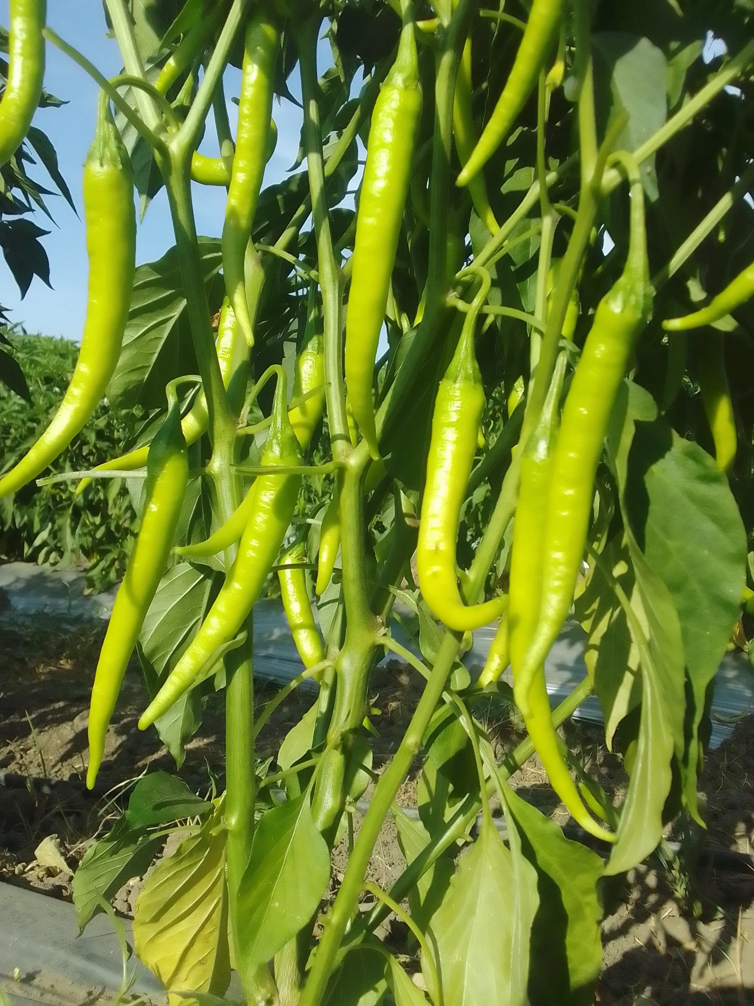 Long green chillies growing abundantly on a healthy chilli plant