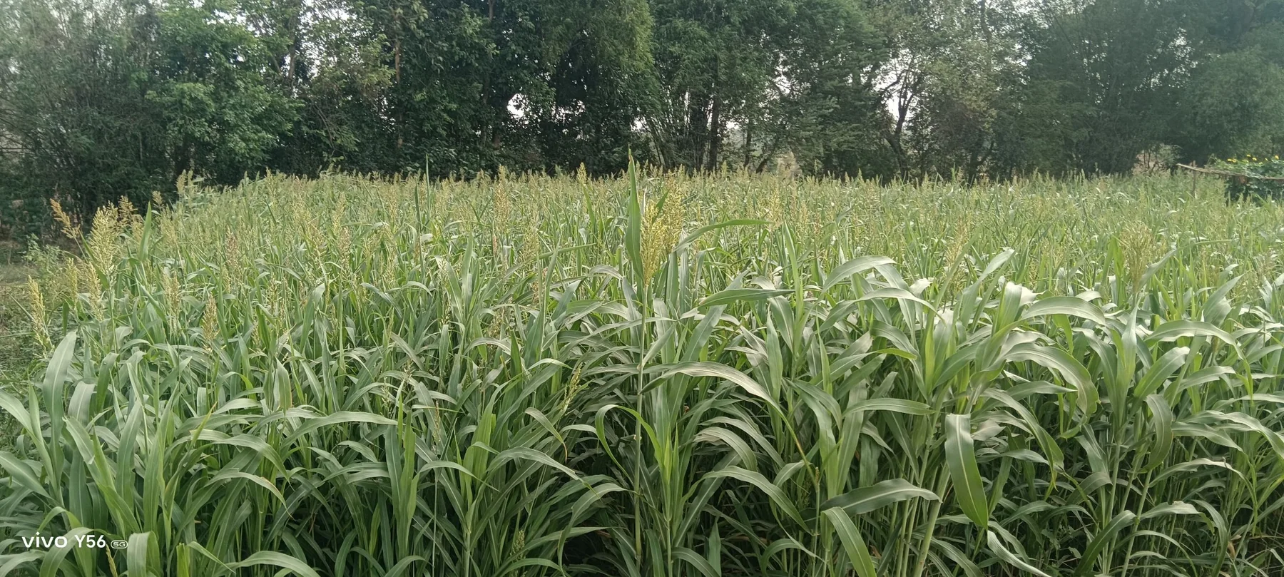 Healthy mature millet crop growing in a rural field