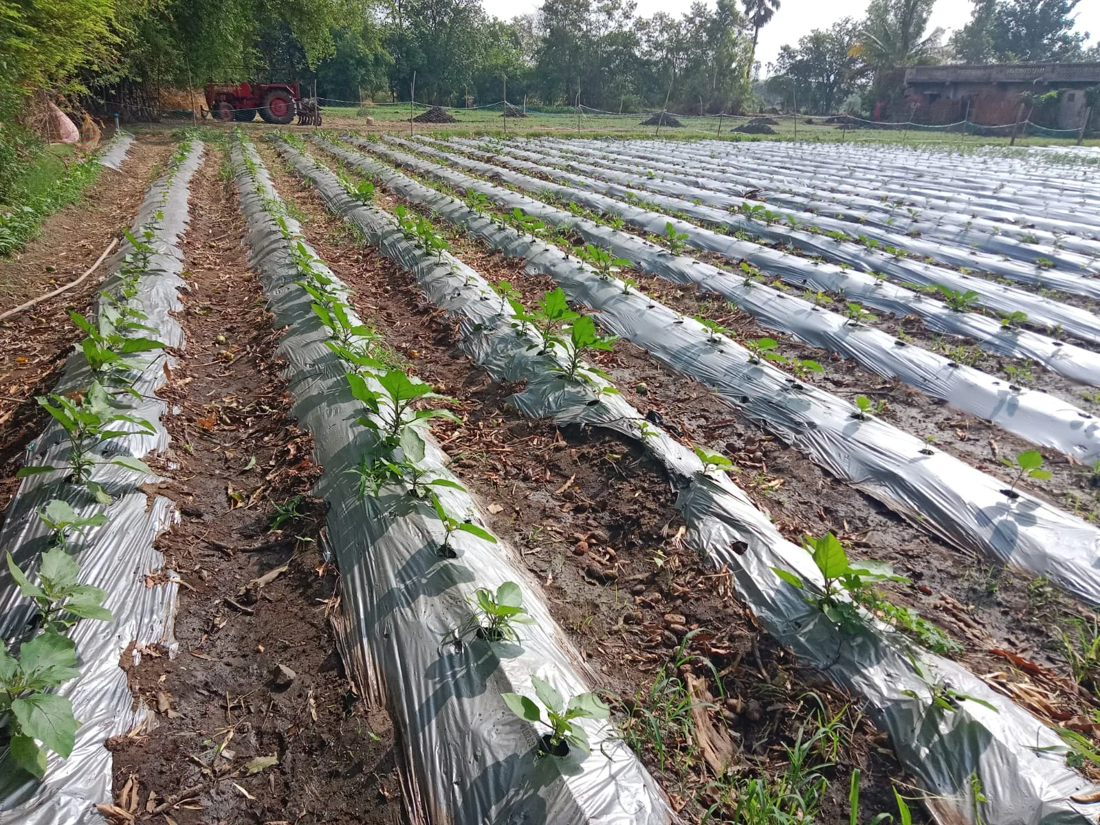 Young vegetable crops growing in organised mulched rows on a rural farm
