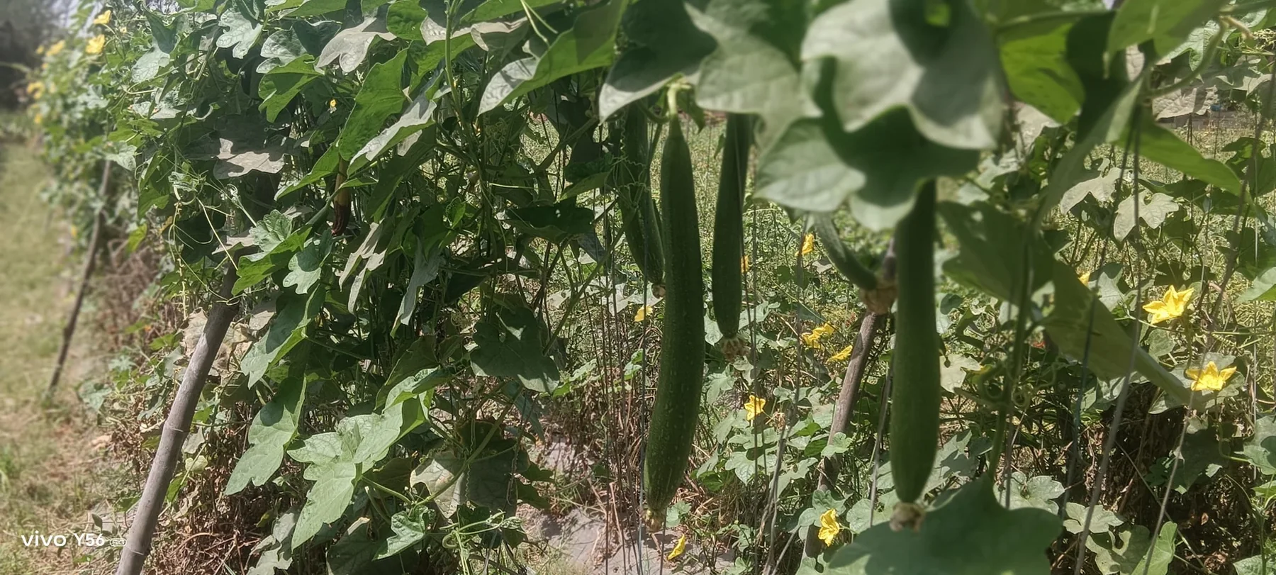 Ridge gourds hanging from a healthy trellised crop
