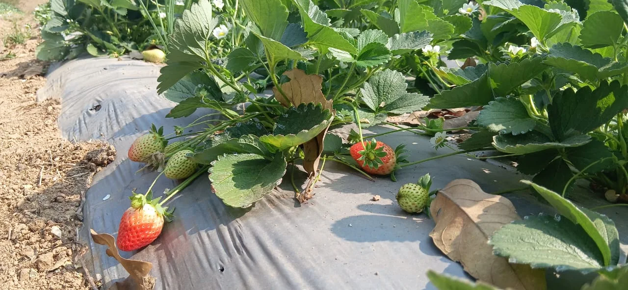 Strawberry Farming Initiative