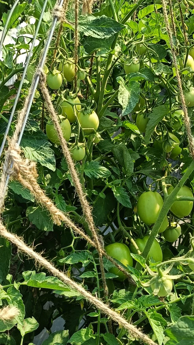 Clusters of green tomatoes hanging on healthy trellised tomato plants