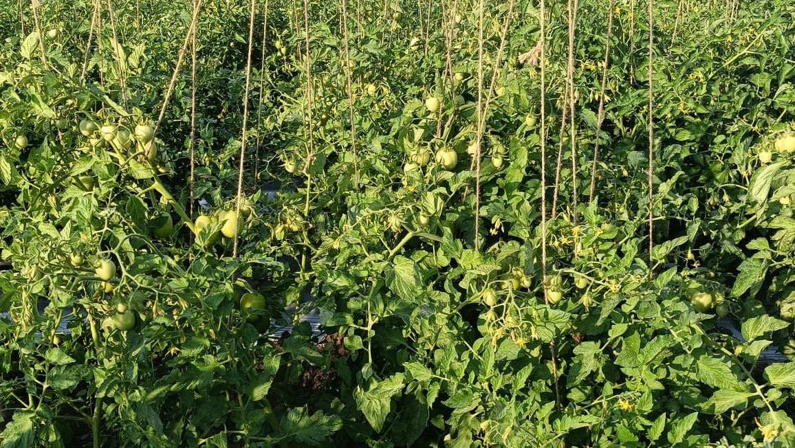 A broad view of trellised tomato plants growing densely in a field