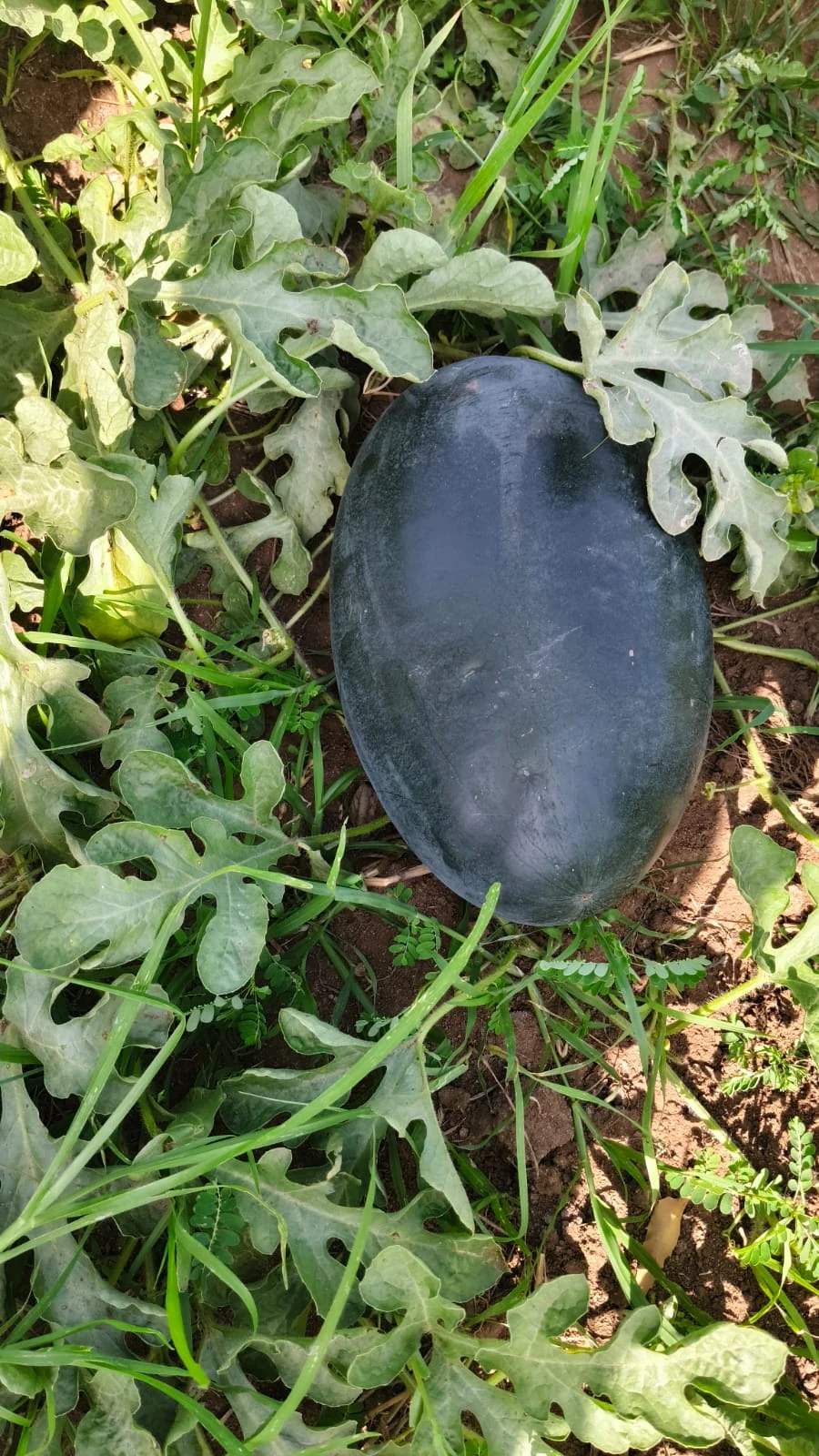 A dark green watermelon growing on the vine in a cultivated field
